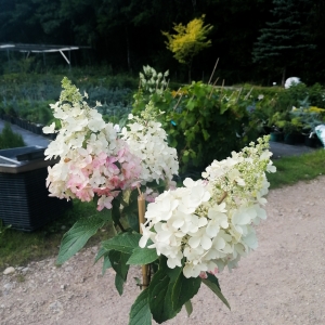 Hortenzija šluotelinė (Hydrangea paniculata) &#039;Candlelight&#039; medelis